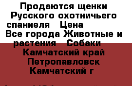 Продаются щенки Русского охотничьего спаниеля › Цена ­ 25 000 - Все города Животные и растения » Собаки   . Камчатский край,Петропавловск-Камчатский г.